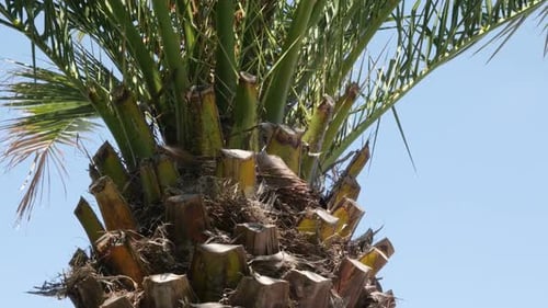 Against blue sky Arecaceae Palmae tropic plant branches 4K 2160p 30fps UHD footage - Green palm tre