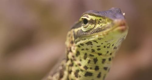 Lizard