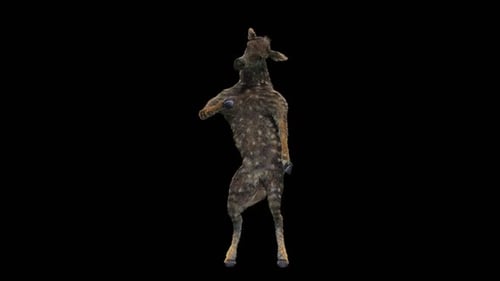 3D Animated Spotted Deer Character Dancing