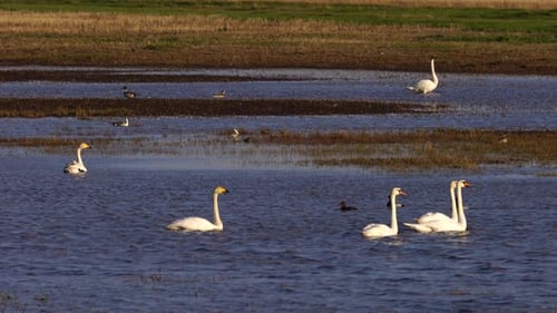 White Swans and Various Minor Birds in Harmony at Lake.