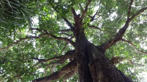 Rotationsbewegung auf einen Baum zu.