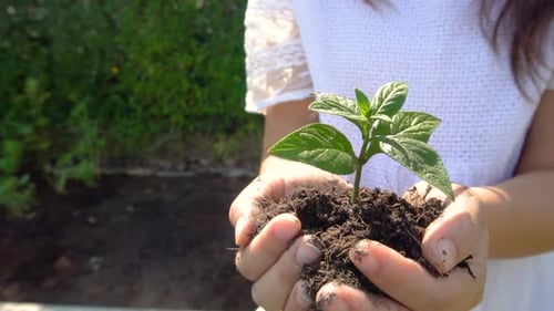 Mulher segurando broto de árvore vegetal em câmera lenta