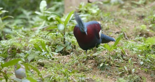 Victoria Crowned Pigeon Foraging in Tropical Rainforest