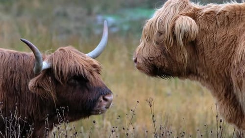 Scottish Highland Cattle Standing in Rural Meadow