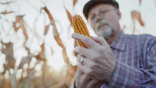 Man Inspecting Ripe Corn in Cornfield at Sunset