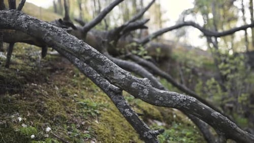 Close slide shot of fallen tree on mossy hill in Finnish forest
