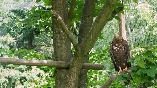 Ein Seeadler sitzt auf einem Ast in einer Voliere im Zoo. Vogel in Gefangenschaft
.