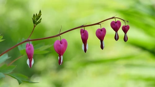 Heart Shaped Flowers