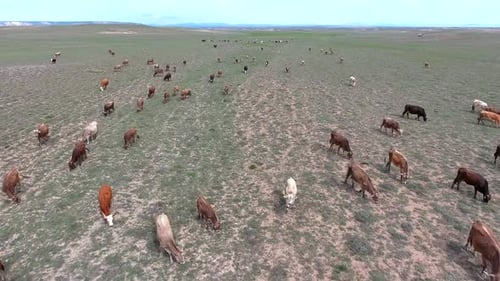 Troupeau de vaches bondé paissant sur des terres arides au climat terrestre