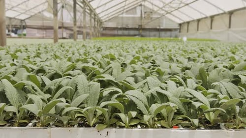 Green Sprouts Growing in Greenhouse