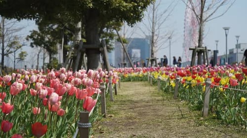 Tulips in the Odaiba Park