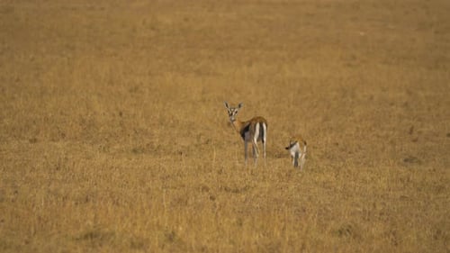 Gazelle and Calf Standing in Field