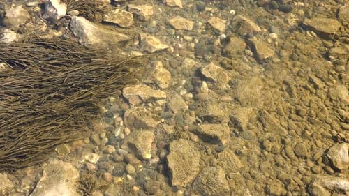 Arroyo poco profundo con piedras cubiertas de musgo