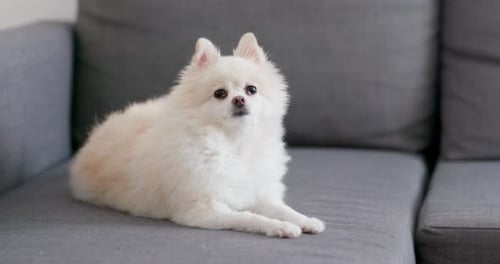 Adorable White Dog Relaxing on Sofa