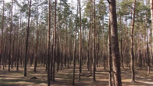 Pinienwald. Frühling, Sonnenblendung. Luftbild.
