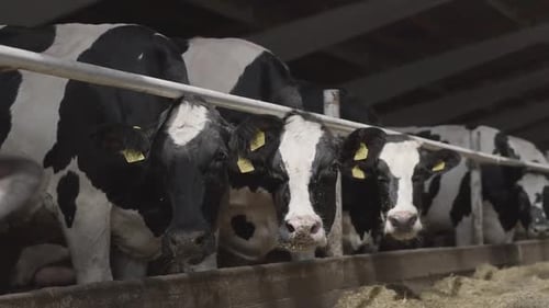 Calves Feeding Process on Modern Farm. Close Up Cow Feeding on Milk Farm. Cow on Dairy Farm Eating