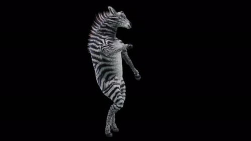 Realistic 3D Animated Zebra Standing and Dancing Loop