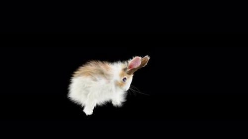 Rabbit Dancing 4K