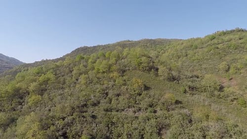 Bergwald aus der Luft