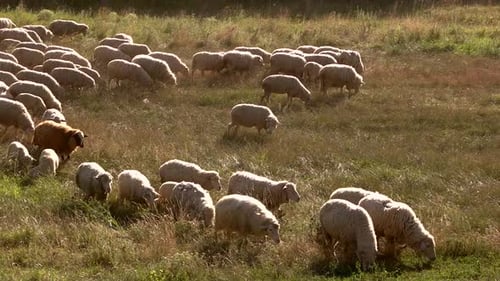 Sheep Are Eating Grass.