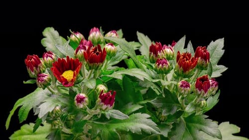 Red Chrysanthemums Blooming in a Time Lapse
