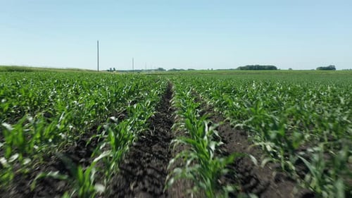 Aerial flying low, rows of corn crop planted on agricultural farm field. Summer day
