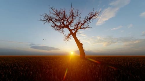 Sunset and Dry Tree View