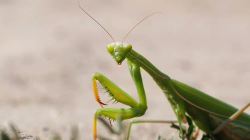 The Insect Green Mantis Sits on the Sand