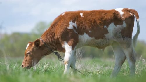 Young Calf Grazing on Green Farm Pasture on Summer Day