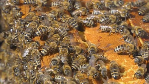 abejas melíferas