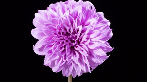 Blooming Purple Dahlia Flower Close Up Time Lapse