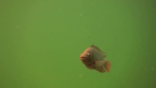 Under water view on sea fishes