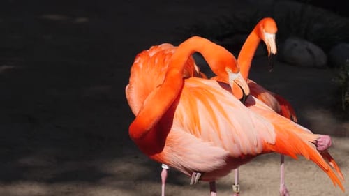 Flamenco