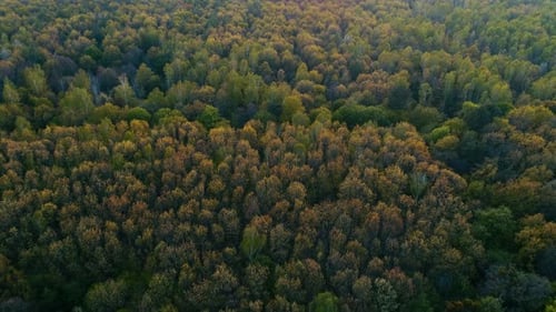 Wild Spring Forest on Sunset