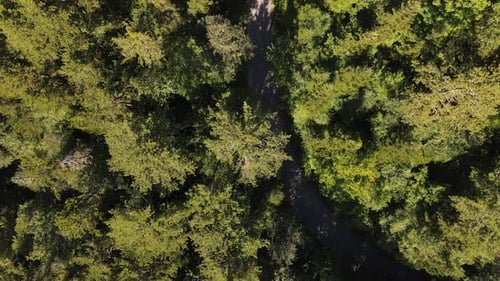 Road Forest