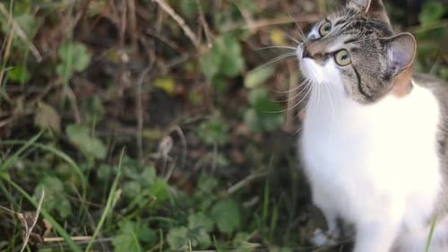 Curious tabby cat in garden looking around