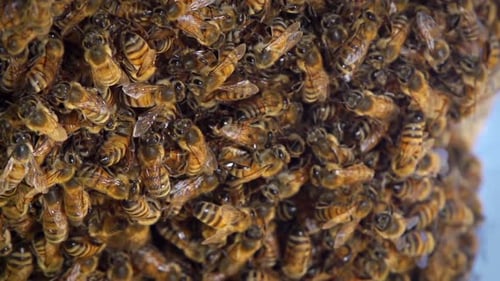 Buzzing Honeybee Swarm Macro View