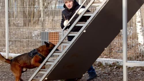 Man Training Brown Dog on Elevated Stairs