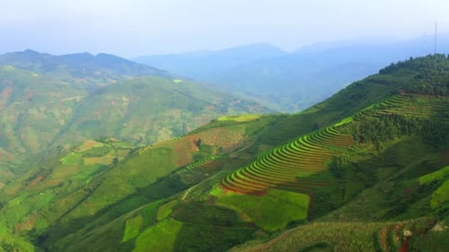 Aerial top view of paddy rice terraces, green agricultural fields in Vietnam.
