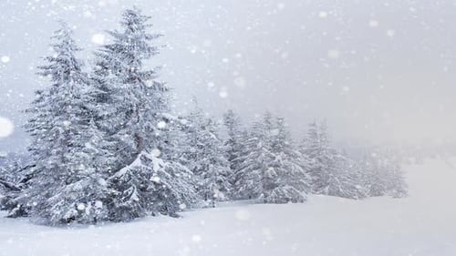 Schöne flauschige Schneebaum-Zweige