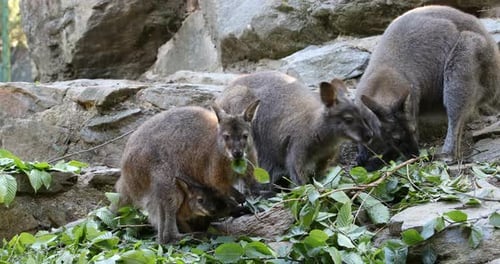 kangourou broutant, bébé regardant dans un sac de femme