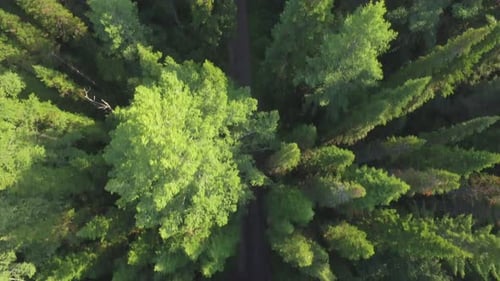 Aerial View Of Woodlands With Road