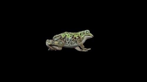 Realistic Green Frog Walking with Alpha Channel