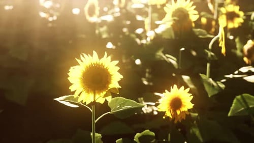 Many Bright Yellow Big Sunflowers in Plantation Fields on Evening Sunset