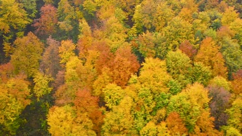 View From the Height on a Bright Yellow Autumn Forest