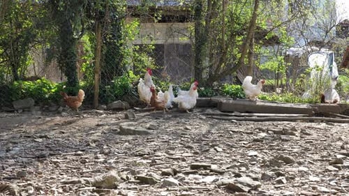 Brown and white hens and a white rooster on a farm behind a fence shot in 4K.