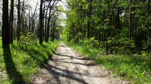 Forêt verte et lumineuse