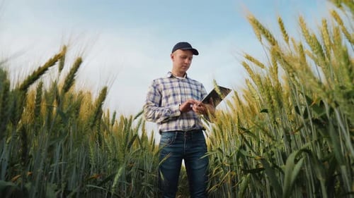 Young Farmer Works with a Digital Tablet in a Wheat Field