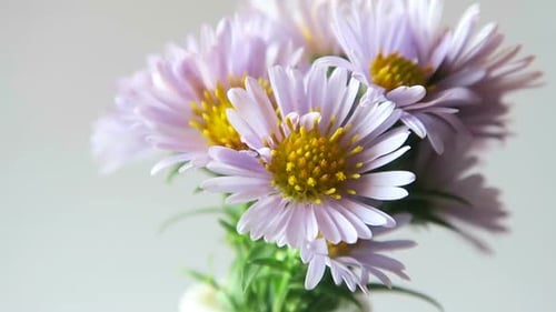 Delicate Lavender Daisies in Soft Light, Close-Up