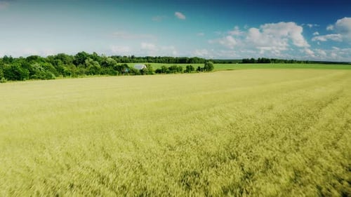 Aerial View Of Summer Field With Young Green Wheat In Rural Landscape